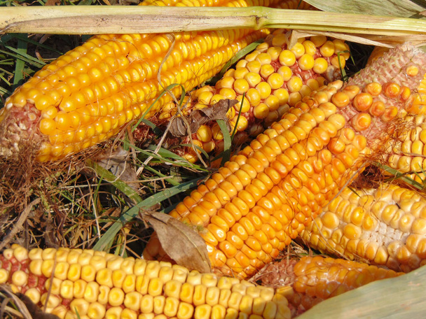 corn at farm in Maramures, Romania - Photo, Image