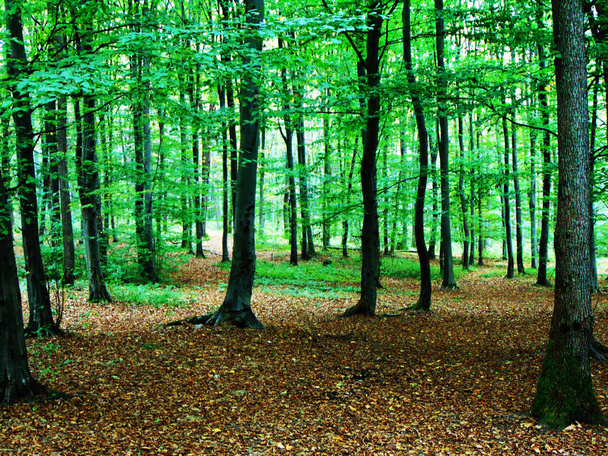 Wald am Ende des Sommers - Foto, Bild