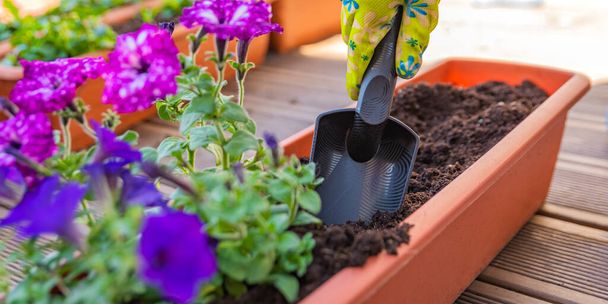 female hands planting a purple flower in a flowerpot. The gardener transplants the plant . Gardening and floristry concept - Photo, Image