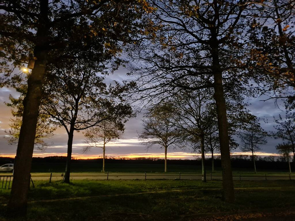 Un beau coucher de soleil à travers les arbres des Pays-Bas  - Photo, image