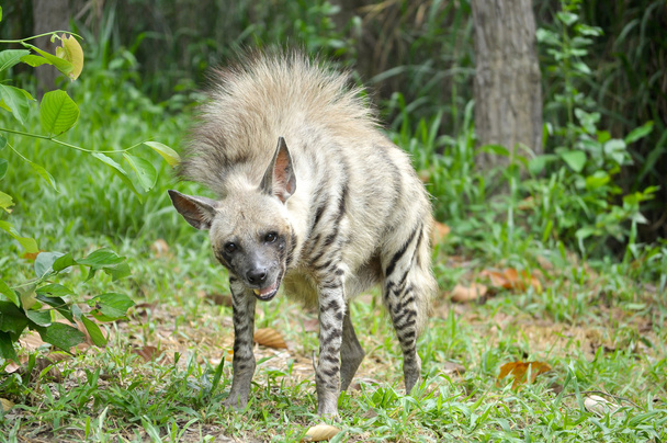 hyena žíhaná - Fotografie, Obrázek