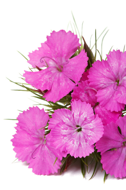 ダイアンサス barbatus ピンク花は孤立したクローズ アップ。垂直方向 - 写真・画像