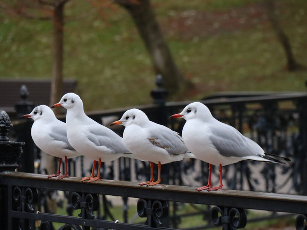 A row of seagulls perched on a railing - Фото, зображення