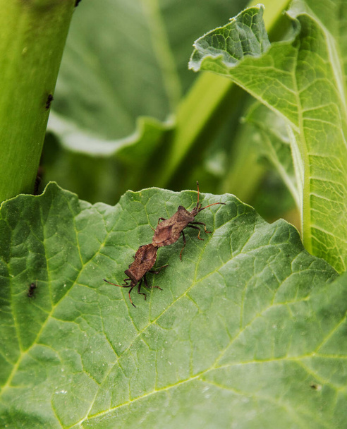 Mating stinking beetles are bedbugs on a green plant. Insect pests - Photo, Image