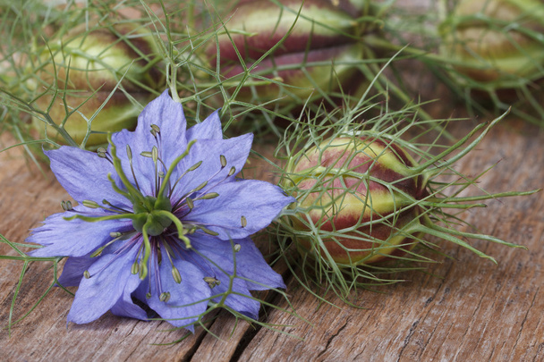 Nigella flower with a bud on the wooden table closeup - Photo, Image