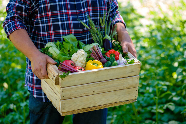 Farmer holding wooden box with fresh vegetables. Crate with harvest. - Fotoğraf, Görsel