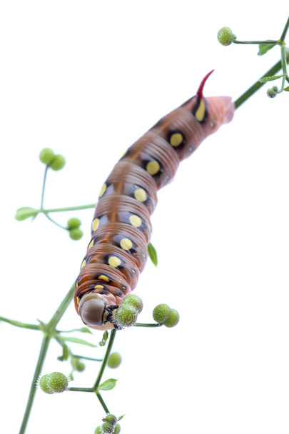 Caterpillar of Bedstraw Hawk-Moth isolated on white - Photo, Image