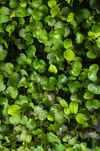 fresh microgreens for food decoration - Photo, Image