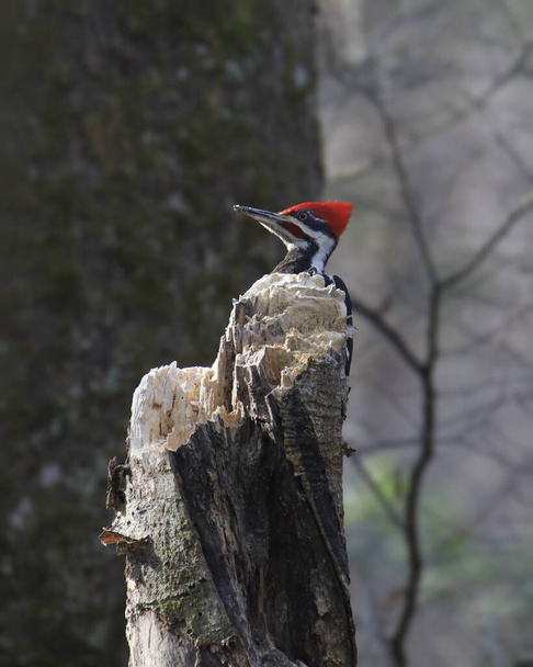 Pileated Woodpecker (uros) (dryocopus pileatus) huipussaan yläpuolella rikki puun runko - Valokuva, kuva