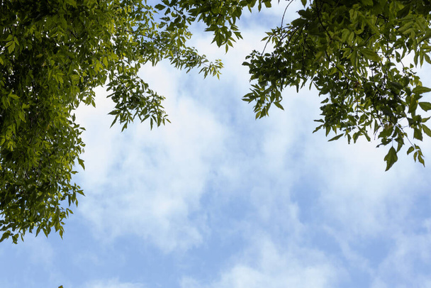 frame of tree branches against the blue sky with clouds - Photo, image