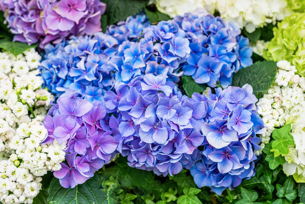 Blossoming flowers of blue Hydrangea. Vivid summer background - Photo, Image