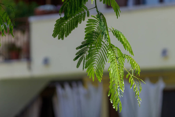 Um ramo verde de uma árvore - Foto, Imagem