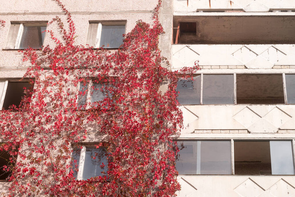 Overgrown wall in ghost town Pripyat, post apocalyptic city, autumn season in Chernobyl exclusion zone, Ukraine - Φωτογραφία, εικόνα