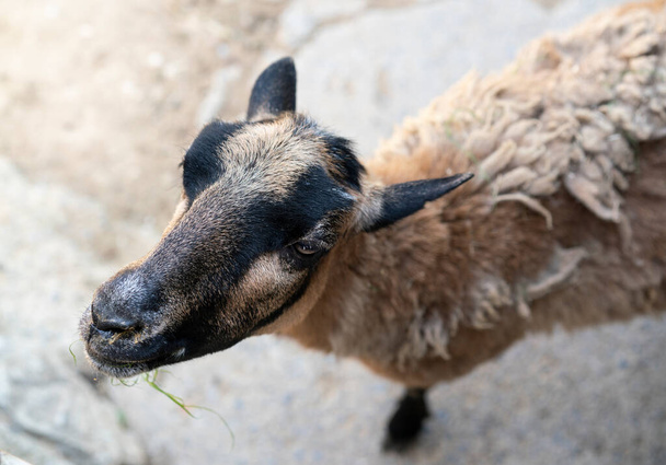 Porträt eines Schafes auf einem Bauernhof im Dorf oder im Zoo vor verschwommenem Naturhintergrund. Schafe und Lämmer auf dem Feld. Foto mit Kopierraum. Opferfest.  - Foto, Bild