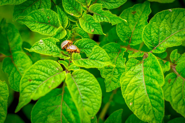 Колорадський жук (англ. Colorado potato beetle), також відомий як 10-смуговий жук (англ. 10-line potato beetle), або картопляний жук (англ. potato beetle), є одним з основних шкідників картоплі.. - Фото, зображення