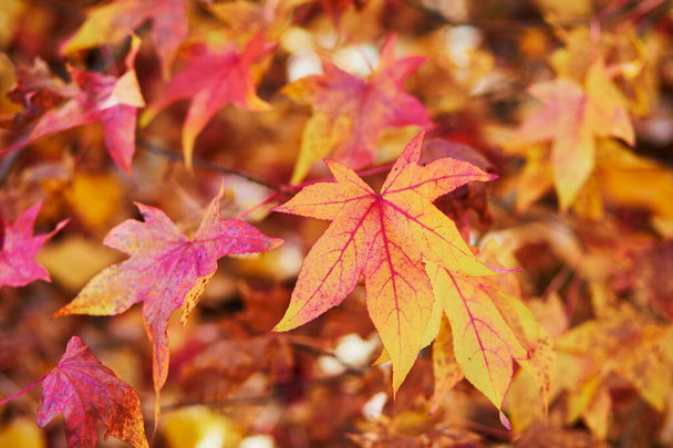 Bright colorful red and yellow autumn leaves on a sunny fall day. Beauty of autumn nature - Photo, image
