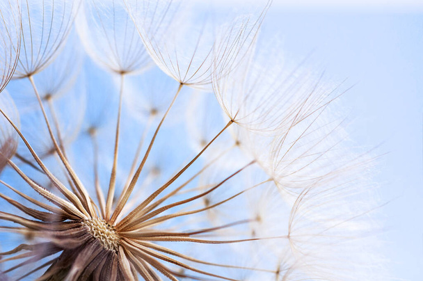 Семена одуванчиков крупным планом на голубом фоне неба - Фото, изображение