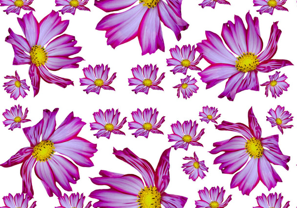 patrón sin costuras con flores púrpuras con estambres amarillos sobre fondo blanco - Foto, Imagen