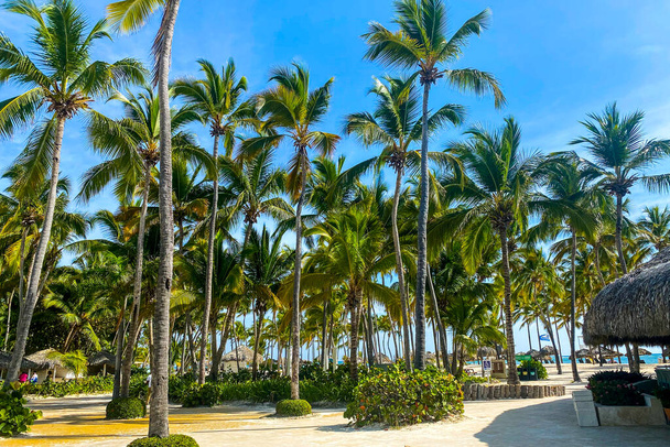 τροπική παραλία με φοίνικες. Διακοπές στην Καραϊβική - Φωτογραφία, εικόνα