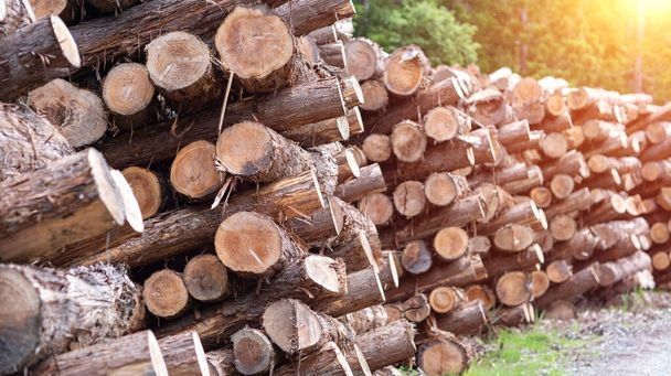 Pin forestier et épinettes. tas troncs de bois, l'industrie du bois de coupe. Large bannière ou panorama troncs en bois. - Photo, image