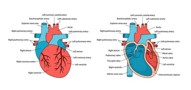 Coeur anatomiquement correct avec des descriptions. Anatomie cardiaque humaine avec vue transversale et non transversale. - Vecteur, image