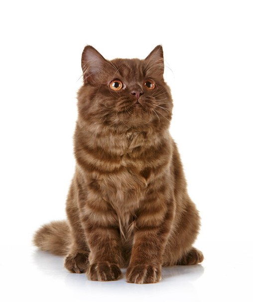 barna brit hosszú haj cica - Fotó, kép