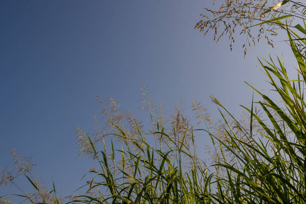 Цветок травы фрагмитов карка в ярком солнечном свете и пушистые облака в голубом небе - Фото, изображение