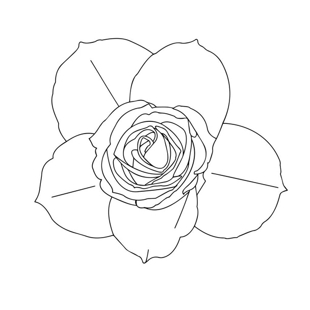 Roses. Garden flowers close-up on a white background. Material for printing or laser cutting. Contour drawing, vector graphics. - Вектор,изображение