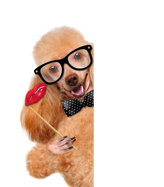 Hipster dog - Photo, Image