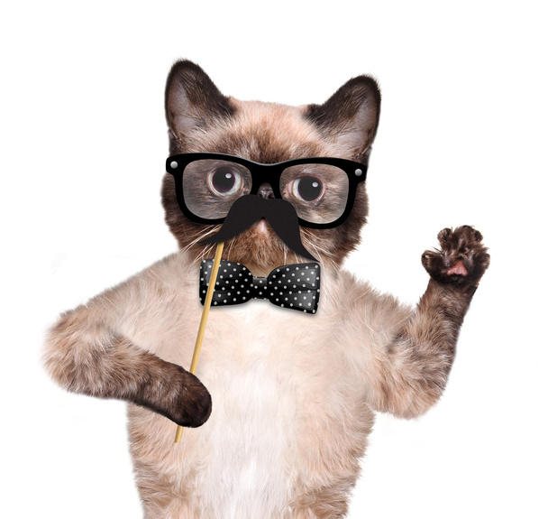 Hipster cat - Fotografie, Obrázek