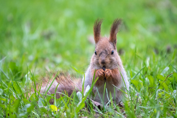 Close-up Portrait of Squirrel. Squirrel eats a nut while sitting in green grass. Eurasian Red squirrel, Sciurus vulgaris, sitting in grass and eating nut against bright green background - Foto, Bild