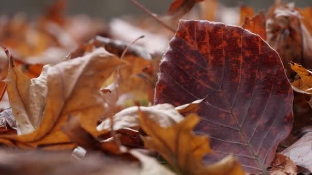 Textura červených bukových listů. Detailní záběr suchých listů podsvícených ve slunečném podzimním parku - Záběry, video