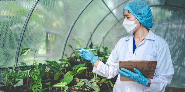 Wissenschaftler Forschung in der Landwirtschaft der Blattpflanze im medizinischen Labor Gewächshaus, Hanf oder Krautknospen leben in der Natur Bauernhof für Drogen, Bio-Blumengarten Wachstum für die Industrie mit Botanik Wissenschaft - Foto, Bild