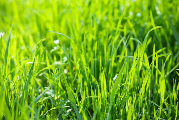 Зеленая трава в солнечный день в парке - Фото, изображение