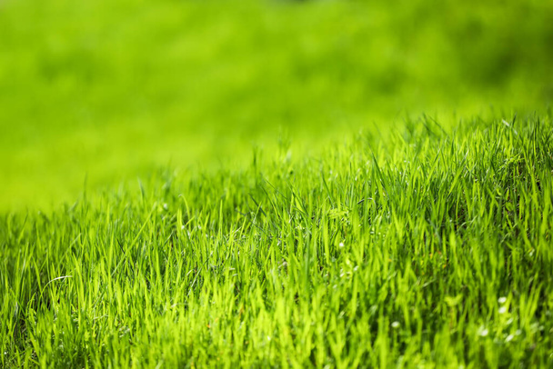 Zelená tráva za slunečného dne v parku - Fotografie, Obrázek