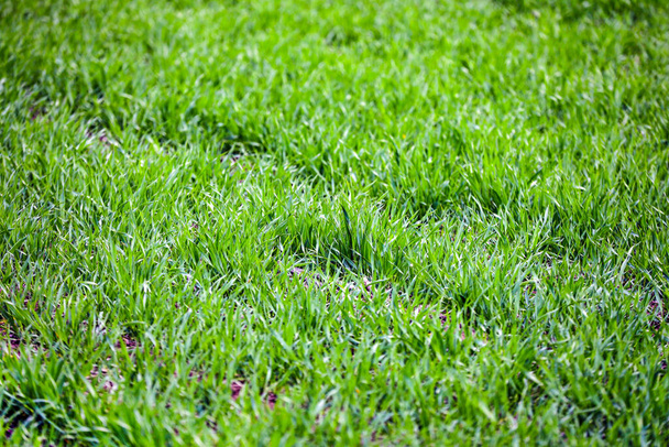 Zelená tráva na jaře - Fotografie, Obrázek