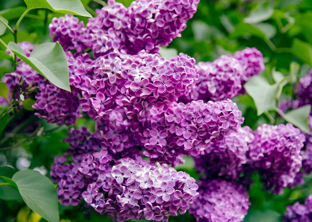 Purple lilac flowers blooming in the spring garden. Springtime landscape with tender flowers - Photo, Image