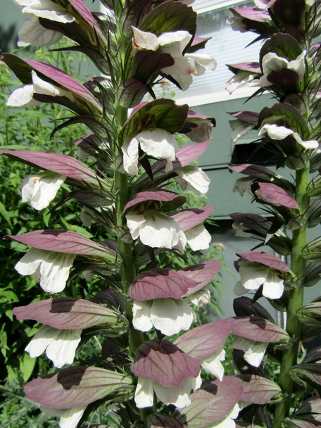 Acanthus flor ou plantas de urso espinhoso da culatra closeup - Foto, Imagem