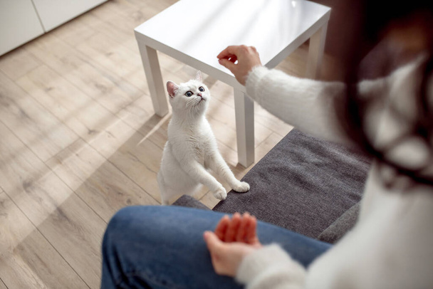 Cute young woman feeding her cat and feeling peaceful - 写真・画像