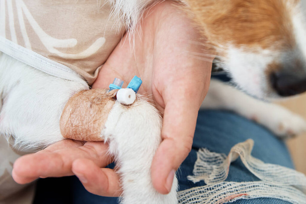 Perro con un catéter vendado en la pata. Cuidado de mascotas - Foto, Imagen
