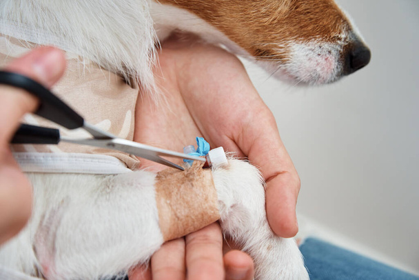 Egy kutya bekötött katéterrel a mancsán. Állatgondozás - Fotó, kép