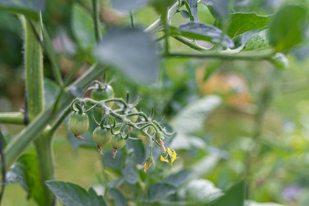 Szczotka pomidorowa z jajnikami owocowymi odmiana wiśnia zbliżenie na rozmytym tle - Zdjęcie, obraz