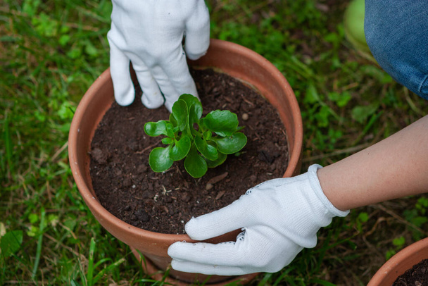 Pflege einer Topfpflanze aus Jade oder Crassula - Foto, Bild