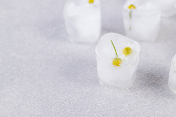 Kamille in ijsblokjes op een grijze tafel. - Foto, afbeelding