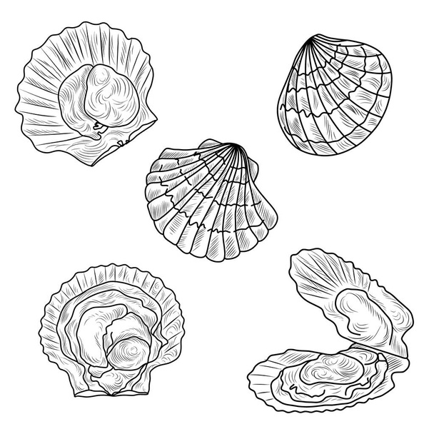 Hřebenatky ručně kreslené vektorové sady, sbírka mořských plodů, mušle - Vektor, obrázek