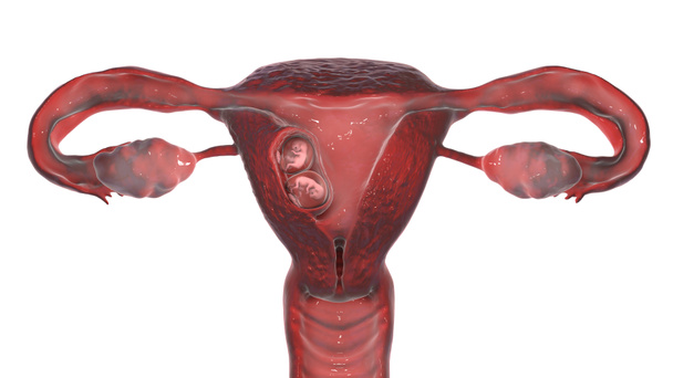 一つの合唱と二つのアンモニオンを持つ子宮内の単卵性双生児, 3Dイラスト.8週間後の胎児 - 写真・画像