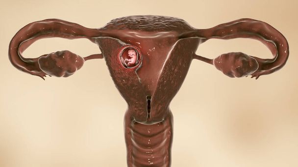 Embrião humano no útero, ilustração 3D cientificamente precisa. Período embrionário, semana 8 - Foto, Imagem