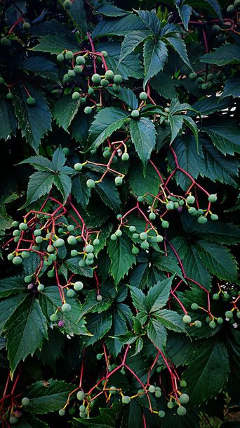Dzikie winogrona żywego żywopłotu abstrakcyjny naturalny obraz tła - Zdjęcie, obraz