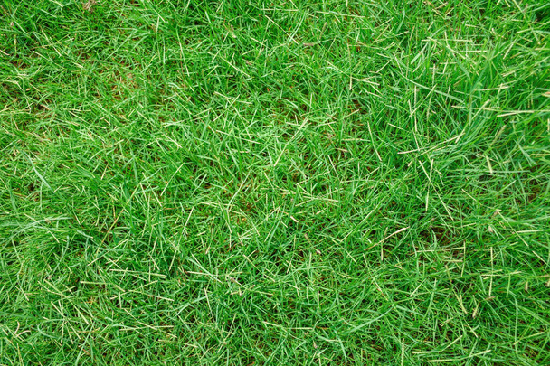 Green grass texture background. - Фото, изображение