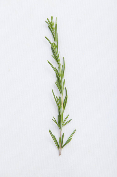 erba di rosmarino su sfondo bianco - Foto, immagini